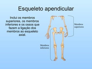 Esqueleto apendicular
Inclui os membros
superiores, os membros
inferiores e os ossos que
fazem a ligação dos
membros ao esqueleto
axial.
Membros
inferiores
Membros
superiores
 