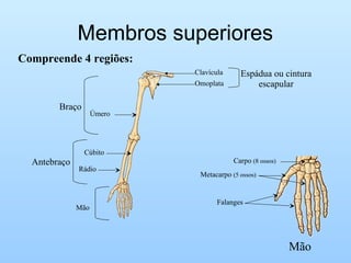 Membros superiores
Compreende 4 regiões:
Clavícula
Omoplata
Espádua ou cintura
escapular
Úmero
Braço
Antebraço
Rádio
Cúbito
Mão
Carpo (8 ossos)
Falanges
Metacarpo (5 ossos)
Mão
 