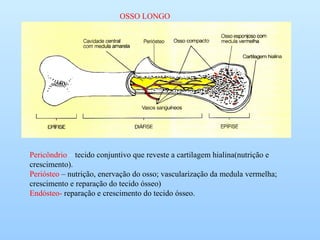 OSSO LONGO
Pericôndrio – tecido conjuntivo que reveste a cartilagem hialina(nutrição e
crescimento).
Periósteo – nutrição, enervação do osso; vascularização da medula vermelha;
crescimento e reparação do tecido ósseo)
Endósteo- reparação e crescimento do tecido ósseo.
 