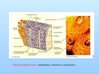 3 tipos de células ósseas: osteoblastos, osteócitos e osteoclastos
 