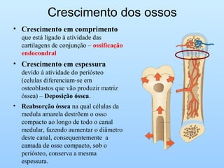 Crescimento dos ossos
• Crescimento em comprimento
que está ligado à atividade das
cartilagens de conjunção – ossificação
endocondral
• Crescimento em espessura
devido à atividade do periósteo
(celulas diferenciam-se em
osteoblastos que vão produzir matriz
óssea) – Deposição óssea.
• Reabsorção óssea na qual células da
medula amarela destrõem o osso
compacto ao longo de todo o canal
medular, fazendo aumentar o diâmetro
deste canal, consequentemente a
camada de osso compacto, sob o
periósteo, conserva a mesma
espessura.
 