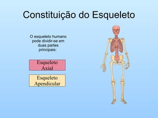 Constituição do Esqueleto
O esqueleto humano
pode dividir-se em
duas partes
principais:
Esqueleto
Apendicular
Esqueleto
Axial
 