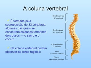 A coluna vertebral
 É formada pela
sobreposição de 33 vértebras,
algumas das quais se
encontram soldadas formando
dois ossos — o sacro e o
cóccix.
 Na coluna vertebral podem
observar-se cinco regiões:
Região cervical
(7 vértebras)
Região dorsal
(12 vértebras)
Região lombar
(5 vértebras)
Sacro
(5 vértebras soldadas)
Cóccix
(4 vértebras soldadas)
 