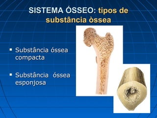 SISTEMA ÓSSEO: tipos de
            substância òssea


   Substância óssea
    compacta

   Substância óssea
    esponjosa
 