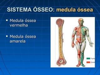 SISTEMA ÓSSEO: medula óssea
   Medula óssea
    vermelha

   Medula óssea
    amarela
 