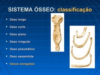 SISTEMA ÓSSEO: classificação
   Osso longo

   Osso curto

   Osso plano

   Osso irregular

   Osso pneumático

   Osso sesamóide

   Ossos alongados
 