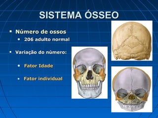 SISTEMA ÓSSEO
   Número de ossos
    • 206 adulto normal

   Variação do número:


    • Fator Idade

    • Fator individual
 
