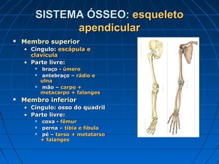 SISTEMA ÓSSEO: esqueleto
             apendicular
   Membro superior
    • Cíngulo: escápula e
      clavícula
    • Parte livre:
          braço - úmero
          antebraço – rádio e
           ulna
          mão – carpo +
           metacarpo + falanges
   Membro inferior
    • Cíngulo: osso do quadril
    • Parte livre:
          coxa - fêmur
          perna – tíbia e fíbula
          pé – tarso + metatarso
           + falanges
 