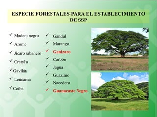 Genisaro Insecto Sistemas Silvopastoriles para la integracion especifica de Ganado y ...