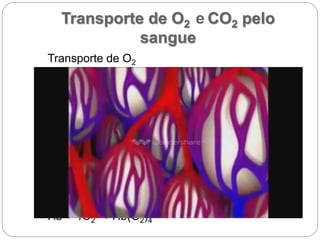 Transporte de O2 e CO2 pelo
sangue
Transporte de O2
A combinação de pigmentos respiratórios com o
O2, aumenta significativamente a capacidade do
transporte desse gás pelo corpo. O principal
pigmento respiratório presente nos animais é a
hemoglobina.
A hemoglobina é uma proteína constituída por
quatro cadeias polipeptídicas associadas a um
grupo químico chamado Grupo Heme, que contem
ferro. Uma molécula de hemoglobina (Hb) é capaz
de se combinar com quatro moléculas de gás
oxigênio, formando a oxiemoglobina.
Hb + 4O2 → Hb(O2)4
 