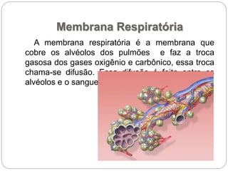 Membrana Respiratória
A membrana respiratória é a membrana que
cobre os alvéolos dos pulmões e faz a troca
gasosa dos gases oxigênio e carbônico, essa troca
chama-se difusão. Essa difusão é feita entre os
alvéolos e o sangue.
 