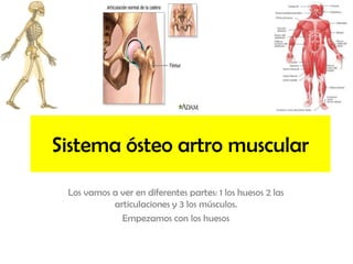 Sistema ósteo artro muscular  Los vamos a ver en diferentes partes: 1 los huesos 2 las articulaciones y 3 los músculos. Empezamos con los huesos 