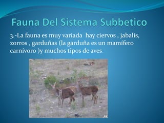 3.-La fauna es muy variada hay ciervos , jabalís,
zorros , garduñas (la garduña es un mamífero
carnívoro )y muchos tipos de aves.
 