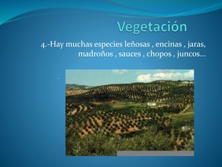 4.-Hay muchas especies leñosas , encinas , jaras,
madroños , sauces , chopos , juncos...
.
 