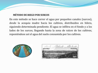 MÉTODO DE RIEGO POR SURCOS
En este método se hace correr el agua por pequeños canales (surcos),
desde la acequia madre hacia los cultivos, distribuidos en hilera,
siguiendo determinada pendiente. El agua se infiltra en el fondo y a los
lados de los surcos, llegando hasta la zona de raíces de los cultivos,
reponiéndose así el agua del suelo consumida por los cultivos.
 