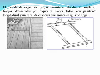El método de riego por melgas consiste en dividir la parcela en
franjas, delimitadas por diques a ambos lados, con pendiente
longitudinal y un canal de cabecera que provee el agua de riego.
 