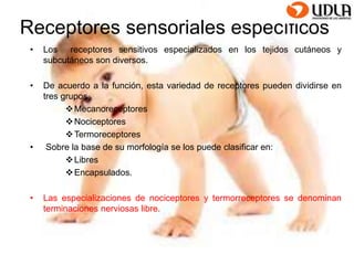 Receptores sensoriales específicos 
• Los receptores sensitivos especializados en los tejidos cutáneos y 
subcutáneos son diversos. 
• De acuerdo a la función, esta variedad de receptores pueden dividirse en 
tres grupos 
Mecanoreceptores 
Nociceptores 
Termoreceptores 
• Sobre la base de su morfología se los puede clasificar en: 
Libres 
Encapsulados. 
• Las especializaciones de nociceptores y termorreceptores se denominan 
terminaciones nerviosas libre. 
 