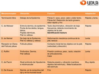 Mecanoreceptor Ubicación Función Adaptación 
Terminación libre Debajo de la Epidermis Fibras C: sexo, picor, calor y dolor lento. 
Fibras Ad: Detención de tacto grosero, 
dolor rápido y frío 
Rápida y lenta. 
C. de Meisser Entre la dermis y la epidermis 
Punta de los dedos, lengua, 
labios. 
Papilas dérmicas. 
Piel no vellosa. 
Tacto discriminativo, vibración de baja 
frecuencia, detecta movimiento de 
objetos de la piel. 
Identificación textura 
Rápida 
D. de Merkel De bajo de la Epidermis. 
Piel no vellosa y vellosa 
Deformación mecánica continua de la 
piel, textura 
Lenta 
Receptor en Diana 
del Folículo piloso 
Folículo piloso Contacto inicial de los objetos con la piel. 
(velocidad y dirección) 
Rápida 
C. Ruffini Profundos, Dermis. 
Piel vellosa 
Presión continua, peso , tacto, rotación 
de articulaciones. 
Calor 
Lenta 
C. de Pacini Nivel profundo de Hipodermis 
e intramuscular 
Detecta presión y vibración (cambios 
rápidos del estímulo) . Mala localización 
del estímulo 
Muy rápido 
C. De Krauss Dermis, en la conjuntiva del 
ojo y en la mucosa bucal 
Frío Rápido 
 