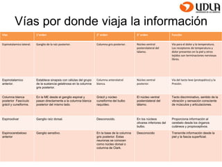 Vías por donde viaja la información 
Vías 1°orden 2° orden 3° orden Función 
Espinotalamico lateral. Ganglio de la raíz posterior. Columna gris posterior. Núcleo ventral 
posterolateral del 
tálamo. 
Vía para el dolor y la temperatura. 
Los receptores de temperatura y 
dolor presentes en la piel y otros 
tejidos son terminaciones nerviosas 
libres. 
Espinotalamico 
anterior. 
Establece sinapsis con células del grupo 
de la sustancia gelatinosa en la columna 
gris posterior. 
Columna anterolatral 
blanca. 
Núcleo ventral 
posterior. 
Vía del tacto leve (protopático) y la 
Presión. 
Columna blanca 
posterior Fascículo 
grácil y cuneiforme. 
En la ME desde el ganglio espinal y 
pasan directamente a la columna blanca 
posterior del mismo lado. 
Grácil y núcleo 
cuneiforme del bulbo 
raquídeo. 
El núcleo ventral 
posterolateral del 
tálamo. 
Tacto discriminativo, sentido de la 
vibración y sensación consciente 
de músculos y articulaciones. 
Espinoolivar Ganglio raíz dorsal. Desconocido. En los núcleos 
olivares inferiores del 
bulbo. 
Proporciona información al 
cerebelo desde los órganos 
cutáneos y propioceptivos. 
Espinocerebeloso 
anterior 
Ganglio sensitivo. En la base de la columna 
gris posterior. Estas 
neuronas se conocen 
como núcleo dorsal o 
columna de Clark. 
Desconocido Transmite información desde la 
piel y la fascia superficial. 
 
