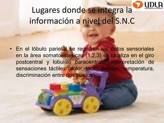 Lugares donde se integra la 
información a nivel del S.N.C 
• En el lóbulo parietal se registran los datos sensoriales 
en la área somatoestesicas (1,2,3) se localiza en el giro 
postcentral y lobulillo paracentral. interpretación de 
sensaciones táctiles (dolor, tacto, presión, temperatura, 
discriminación entre dos puntos). 
 