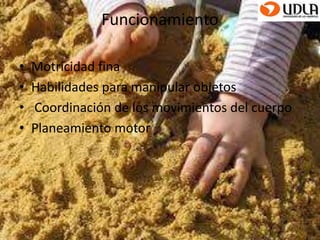 Funcionamiento 
• Motricidad fina 
• Habilidades para manipular objetos 
• Coordinación de los movimientos del cuerpo 
• Planeamiento motor 
