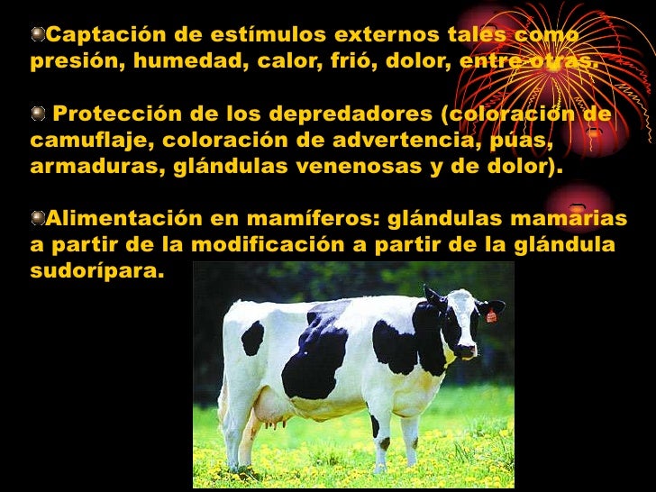 El masaje la osteocondrosis perm