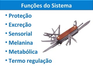 Funções do Sistema
• Proteção
• Excreção
• Sensorial
• Melanina
• Metabólica
• Termo regulação
 