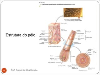 16 Profª Gracieli da Silva Henicka
Estrutura do pêlo
 