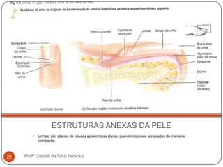 ESTRUTURAS ANEXAS DA PELE
 Unhas: são placas de células epidérmicas duras, queratinizadas e agrupadas de maneira
compacta.
Profª Gracieli da Silva Henicka22
 