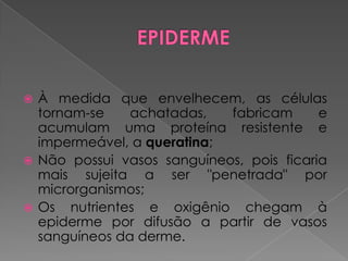  À medida que envelhecem, as células
tornam-se achatadas, fabricam e
acumulam uma proteína resistente e
impermeável, a queratina;
 Não possui vasos sanguíneos, pois ficaria
mais sujeita a ser "penetrada" por
microrganismos;
 Os nutrientes e oxigênio chegam à
epiderme por difusão a partir de vasos
sanguíneos da derme.
 