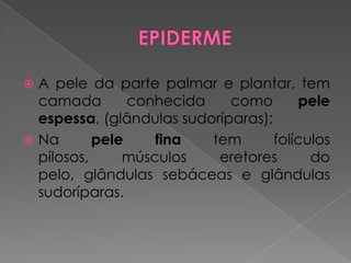  A pele da parte palmar e plantar, tem
camada conhecida como pele
espessa, (glândulas sudoríparas);
 Na pele fina tem folículos
pilosos, músculos eretores do
pelo, glândulas sebáceas e glândulas
sudoríparas.
 