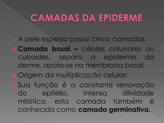  A pele espessa possui cinco camadas:
 Camada basal – células colunares ou
cuboides, separa a epiderme da
derme, apoia-se na membrana basal;
 Origem da multiplicação celular;
 Sua função é a constante renovação
do epitélio, intensa atividade
mitótica, esta camada também é
conhecida como camada germinativa.
 