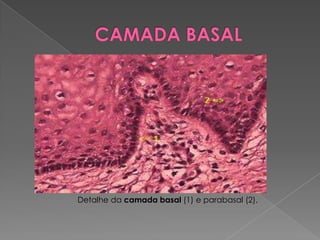 Detalhe da camada basal (1) e parabasal (2),
 