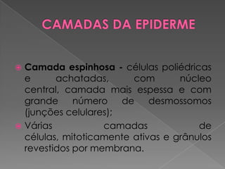  Camada espinhosa - células poliédricas
e achatadas, com núcleo
central, camada mais espessa e com
grande número de desmossomos
(junções celulares);
 Várias camadas de
células, mitoticamente ativas e grânulos
revestidos por membrana.
 
