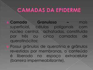  Camada Granulosa – mais
superficial, células poligonais com
núcleo central, achatadas, constituída
por três ou cinco camadas de
queratinócitos;
 Possui grânulos de queratina e grânulos
revestidos por membranas, o conteúdo
é liberado no espaço extracelular
(barreira impermeabilizante).
 