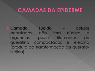  Camada Lúcida – células
achatadas, não tem núcleo e
organelas, possui filamentos de
queratina compactados e eleidina
(produto da transformação da querato-
hialina).
 