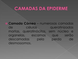  Camada Córnea – numerosas camadas
de células queratinizadas
mortas, queratinócitos, sem núcleo e
organelas, escamas que serão
descamadas pela perda de
desmossomos.
 