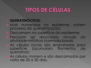  QUERATINÓCITOS:
 Mais numerosas na epiderme, sofrem
processo de queratinização;
 Descamam na superfície da epiderme;
 Precisam ser renovadas através da
atividade mitótica (camada basal);
 As células novas são empurradas para
superfície (acumulam filamentos de
queratina);
 As células morrem e são descamadas por
volta de 20 a 30 dias.
 