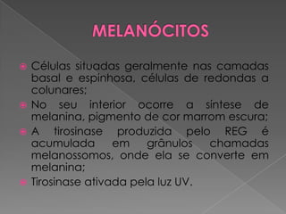  Células situadas geralmente nas camadas
basal e espinhosa, células de redondas a
colunares;
 No seu interior ocorre a síntese de
melanina, pigmento de cor marrom escura;
 A tirosinase produzida pelo REG é
acumulada em grânulos chamadas
melanossomos, onde ela se converte em
melanina;
 Tirosinase ativada pela luz UV.
 