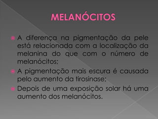  A diferença na pigmentação da pele
está relacionada com a localização da
melanina do que com o número de
melanócitos;
 A pigmentação mais escura é causada
pelo aumento da tirosinase;
 Depois de uma exposição solar há uma
aumento dos melanócitos.
 