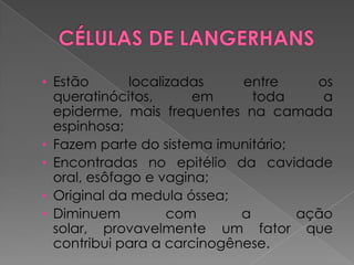 • Estão localizadas entre os
queratinócitos, em toda a
epiderme, mais frequentes na camada
espinhosa;
• Fazem parte do sistema imunitário;
• Encontradas no epitélio da cavidade
oral, esôfago e vagina;
• Original da medula óssea;
• Diminuem com a ação
solar, provavelmente um fator que
contribui para a carcinogênese.
 