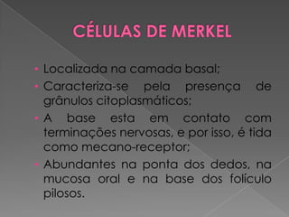 • Localizada na camada basal;
• Caracteriza-se pela presença de
grânulos citoplasmáticos;
• A base esta em contato com
terminações nervosas, e por isso, é tida
como mecano-receptor;
• Abundantes na ponta dos dedos, na
mucosa oral e na base dos folículo
pilosos.
 