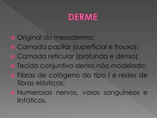  Original do mesoderma;
 Camada papilar (superficial e frouxa);
 Camada reticular (profunda e densa);
 Tecido conjuntivo denso não modelado;
 Fibras de colágeno do tipo I e redes de
fibras elásticas;
 Numerosos nervos, vasos sanguíneos e
linfáticos.
 