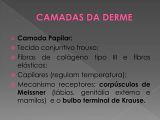  Camada Papilar:
 Tecido conjuntivo frouxo;
 Fibras de colágeno tipo III e fibras
elásticas;
 Capilares (regulam temperatura);
 Mecanismo receptores: corpúsculos de
Meissner (lábios, genitália externa e
mamilos) e o bulbo terminal de Krause.
 