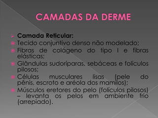  Camada Reticular:
 Tecido conjuntivo denso não modelado;
 Fibras de colágeno do tipo I e fibras
elásticas;
 Glândulas sudoríparas, sebáceas e folículos
pilosos;
 Células musculares lisas (pele do
pênis, escroto e aréola dos mamilos);
 Músculos eretores do pelo (folículos pilosos)
– levanta os pelos em ambiente frio
(arrepiado).
 