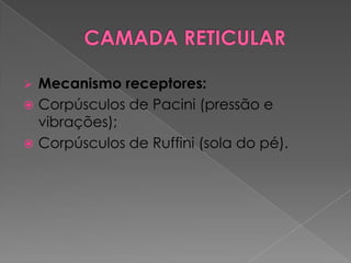  Mecanismo receptores:
 Corpúsculos de Pacini (pressão e
vibrações);
 Corpúsculos de Ruffini (sola do pé).
 