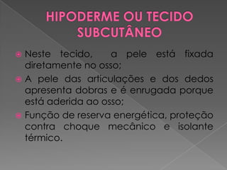  Neste tecido, a pele está fixada
diretamente no osso;
 A pele das articulações e dos dedos
apresenta dobras e é enrugada porque
está aderida ao osso;
 Função de reserva energética, proteção
contra choque mecânico e isolante
térmico.
 