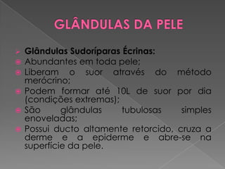  Glândulas Sudoríparas Écrinas:
 Abundantes em toda pele;
 Liberam o suor através do método
merócrino;
 Podem formar até 10L de suor por dia
(condições extremas);
 São glândulas tubulosas simples
enoveladas;
 Possui ducto altamente retorcido, cruza a
derme e a epiderme e abre-se na
superfície da pele.
 