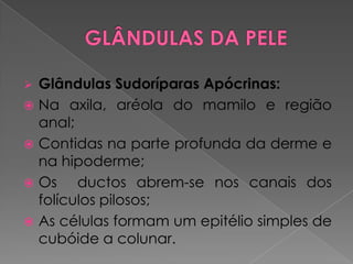  Glândulas Sudoríparas Apócrinas:
 Na axila, aréola do mamilo e região
anal;
 Contidas na parte profunda da derme e
na hipoderme;
 Os ductos abrem-se nos canais dos
folículos pilosos;
 As células formam um epitélio simples de
cubóide a colunar.
 