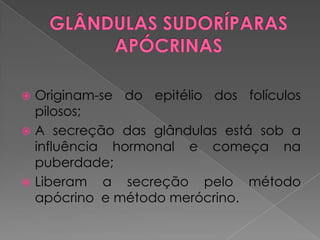 Originam-se do epitélio dos folículos
pilosos;
 A secreção das glândulas está sob a
influência hormonal e começa na
puberdade;
 Liberam a secreção pelo método
apócrino e método merócrino.
 